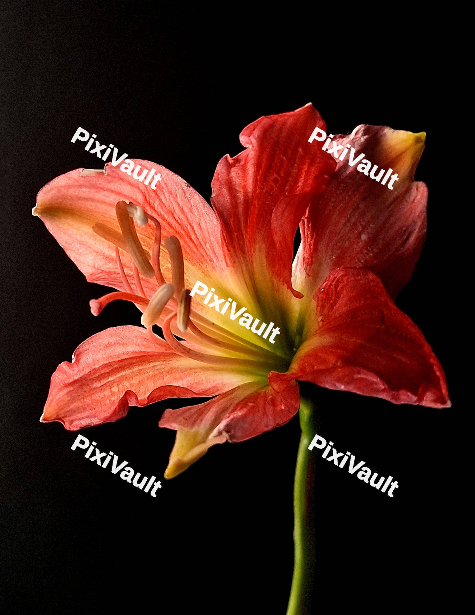 Red Hippeastrum Flower